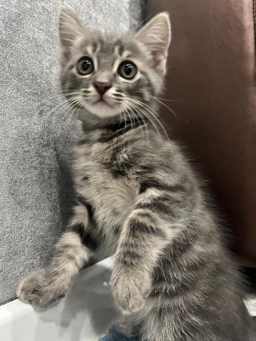 Британец 3 месяца