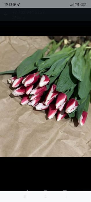 Тюльпаный голанские