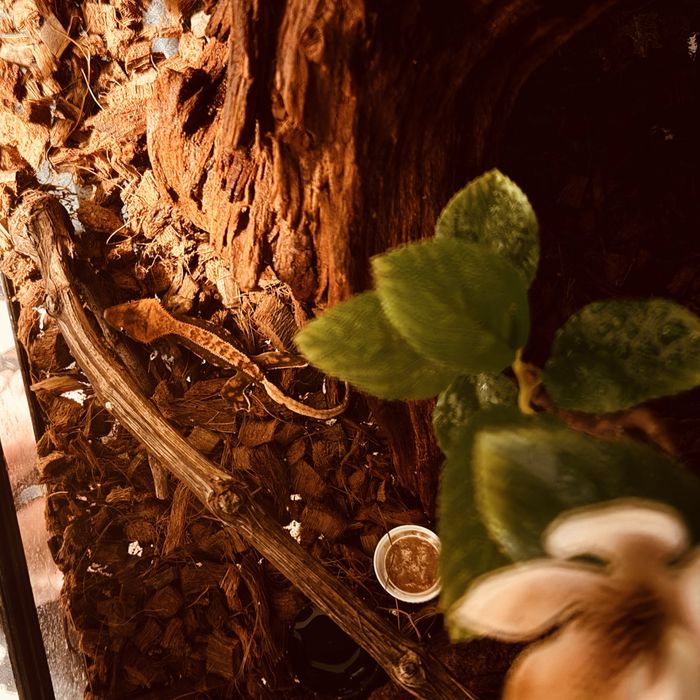 Terariu + Crested Gecko + Accesorii