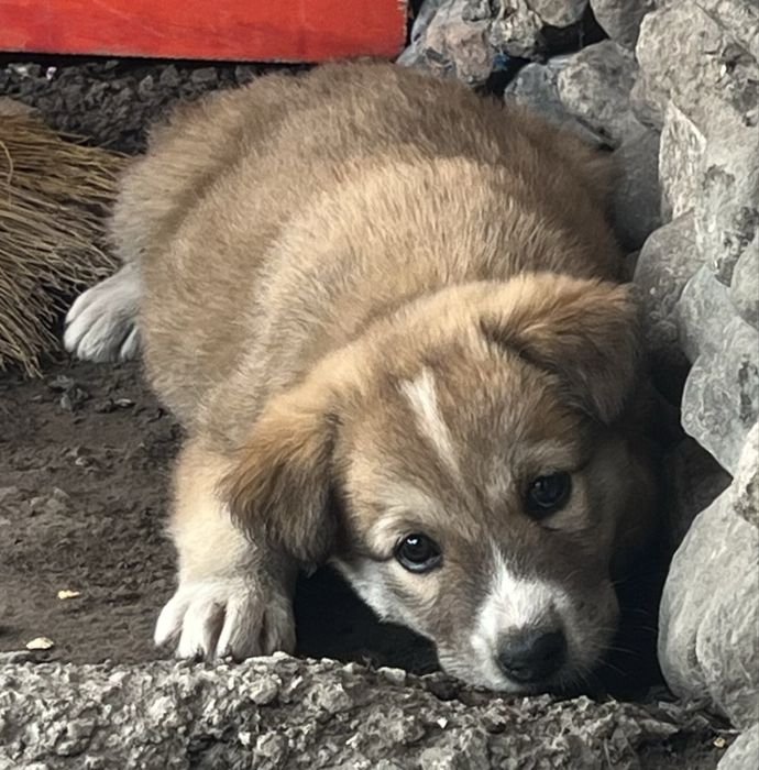 Щенята (девочки)