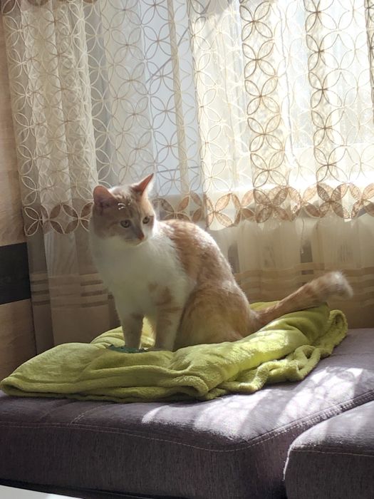 Продадим рыжего кота