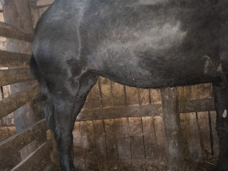 Продам лошадь на откорме лошади оптом