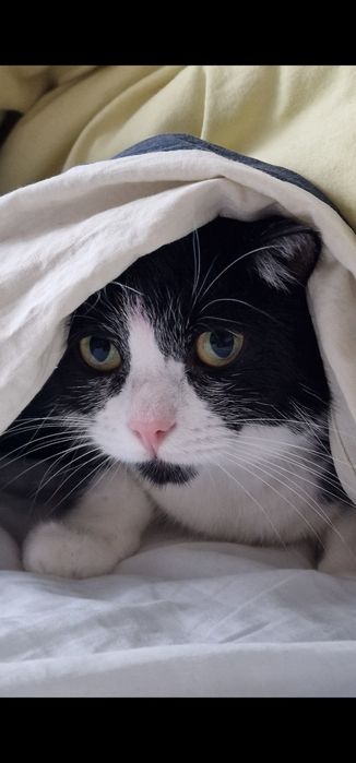 Donez motan, 4 ani, sterilizat