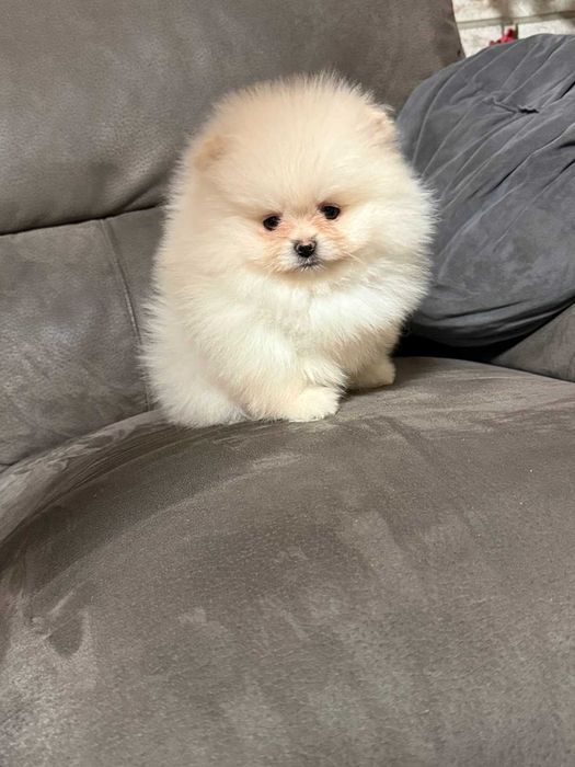 Померан бял/крем