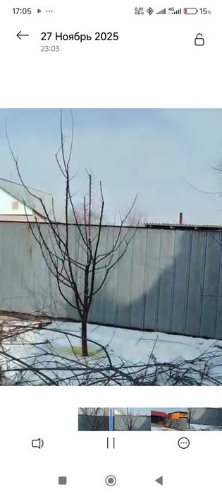 Жемис Агаштарын  кыркыу