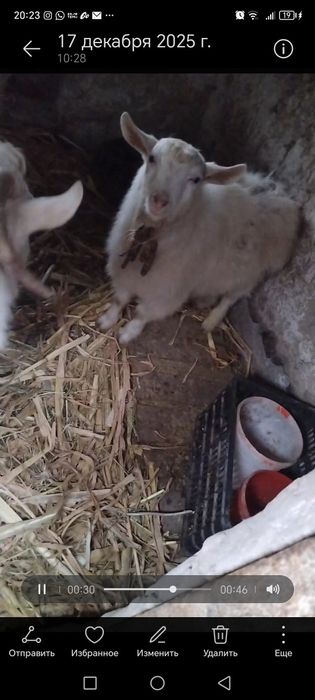 Козы мальчики хорошие