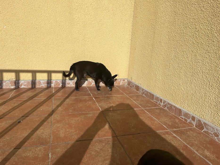 Продавам пинчери