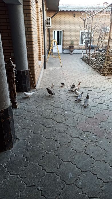 Голуби кабутар кафтар жувона