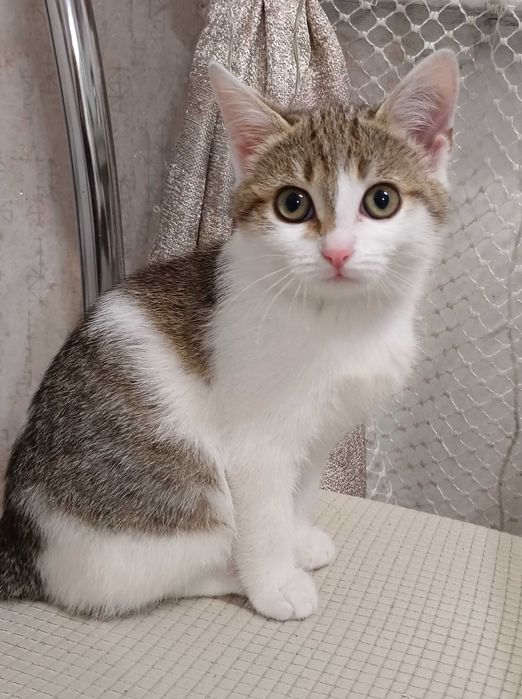 Отдам красивого котенка