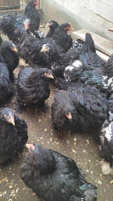 vand pui brahma herminat deschis cochinchina negru, bobat și galben