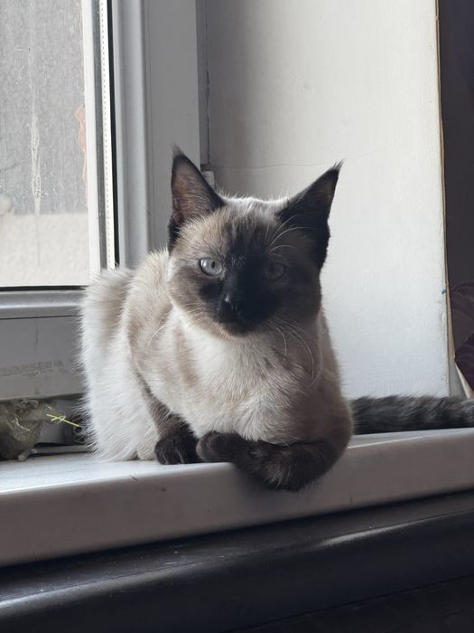 Отдам кошку в добрые руки