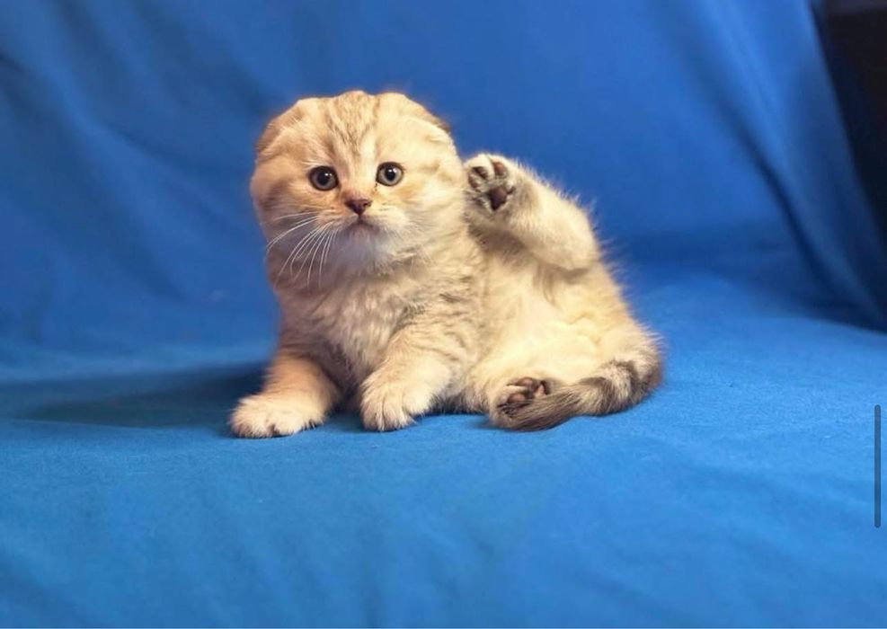 Scottish fold chinchilla