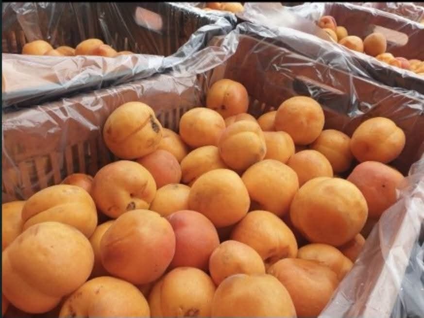 Vând caise pentru țuică