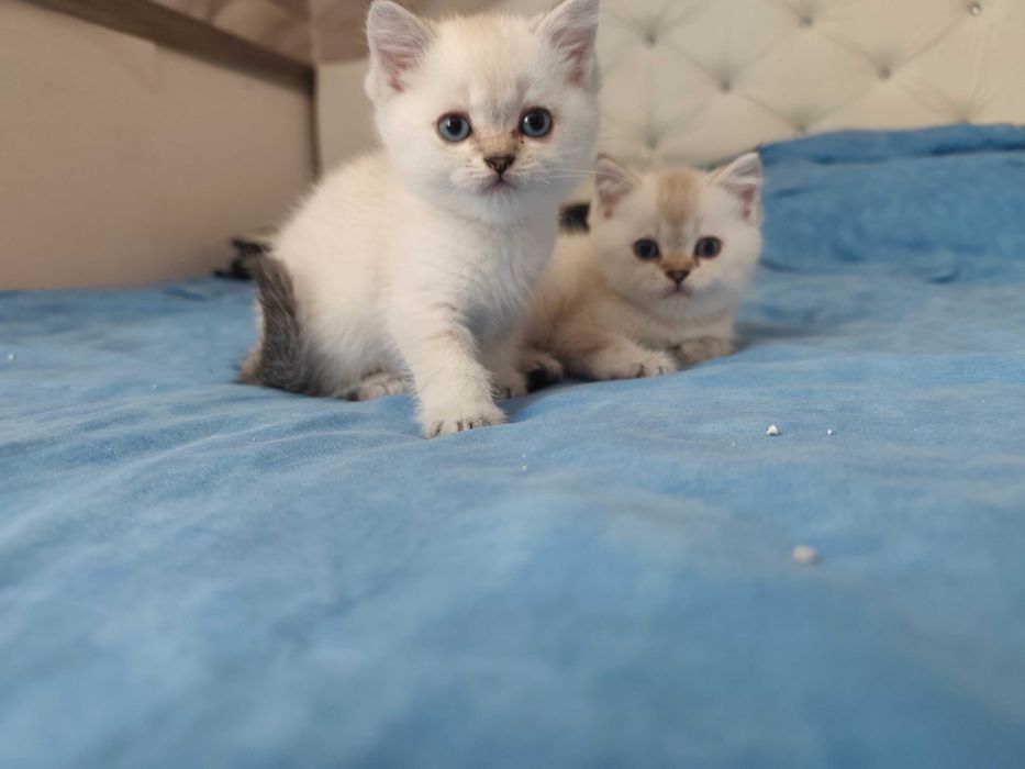 Шотландски котета