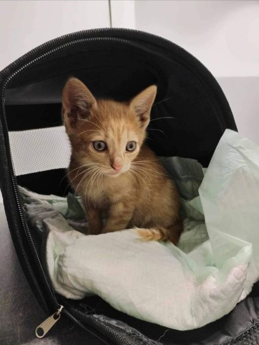 Кроткият Сид търси дом, кастриран