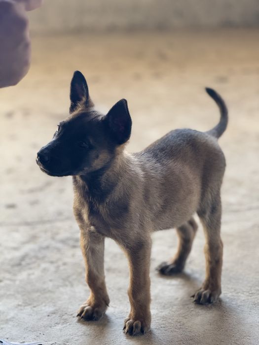 Бельгийский малинуа