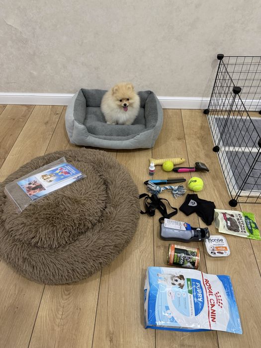 Померанский шпиц