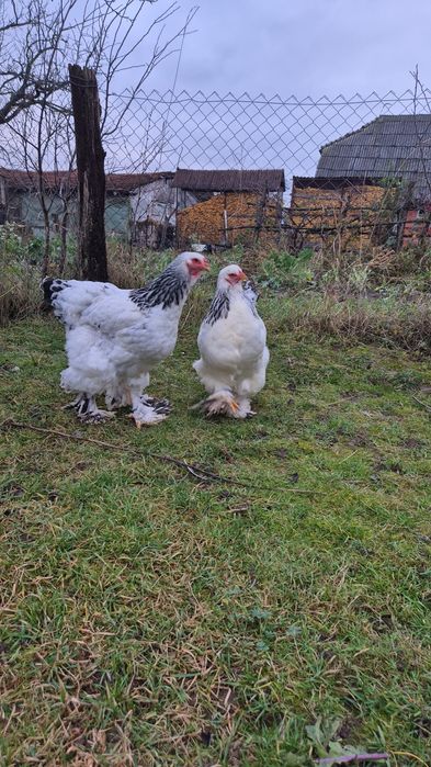 Pasari Brahma Herminat Deschis