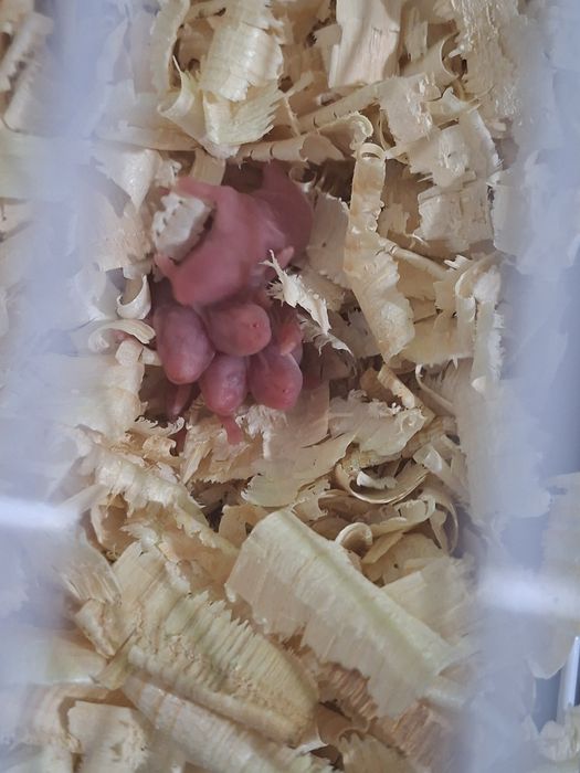 Хамстерчета - обикновени