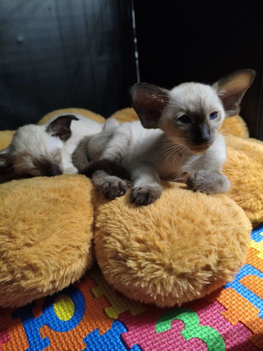 Ориентальные котята