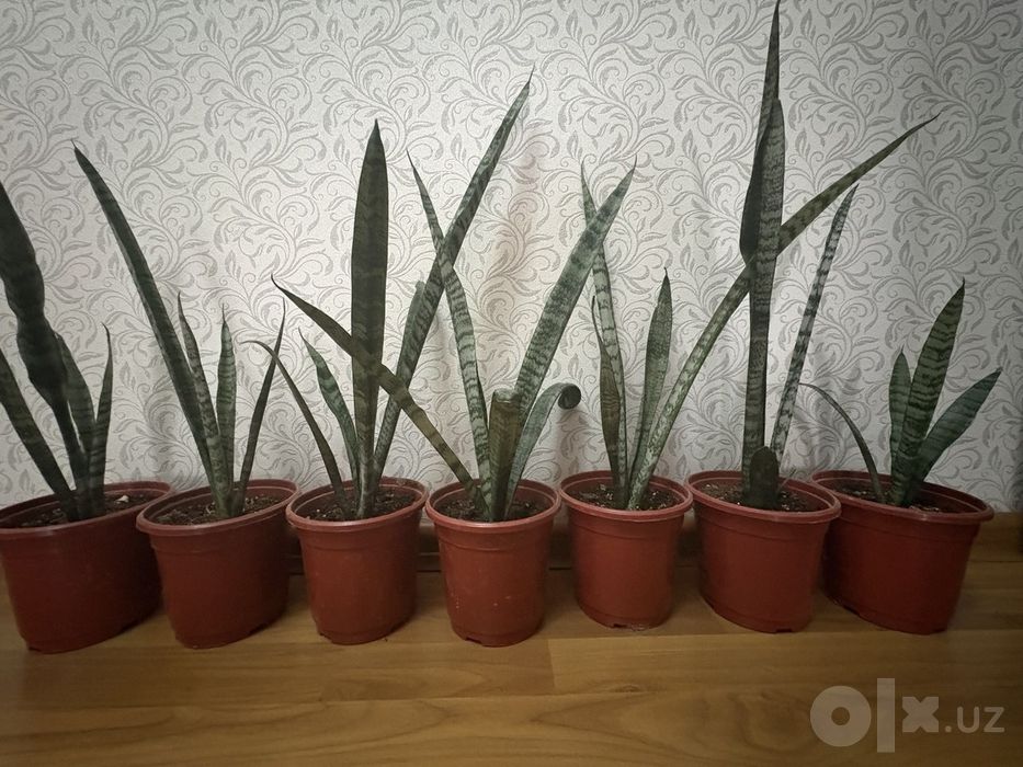 Сансевиерия — очищает воздух.