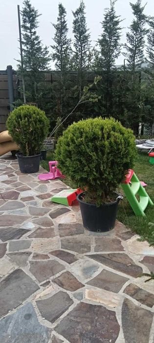Pepiniera Arbori si Arbusti – Consultanta si Montaj