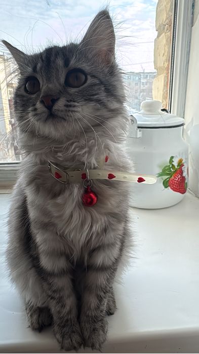 Отдам кошячку в добрые руки