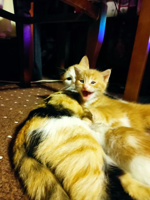 Отдам Котят даром в хорошие руки