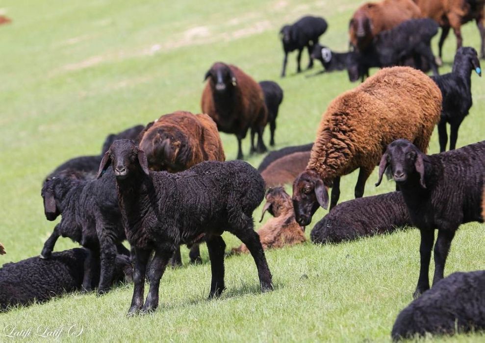 3 ешкі лағымен сатылады