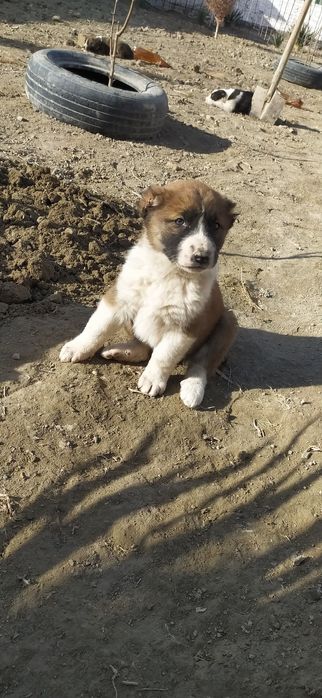 Alabay itlar kelishamiz