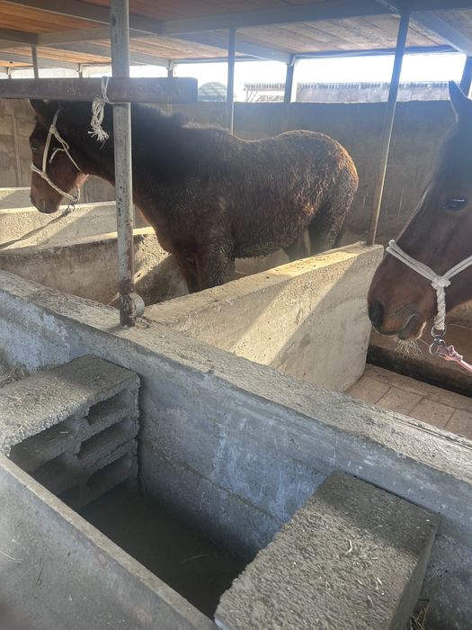 Бордақы сатылады