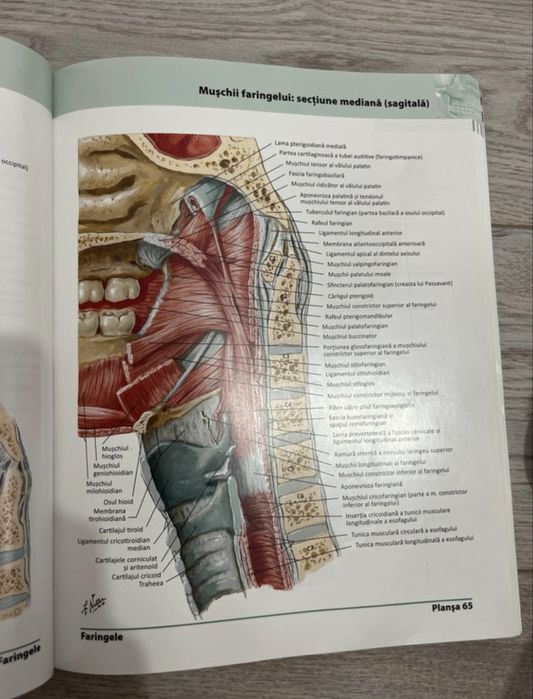 Netter. Atlas de anatomie a omului editia 5