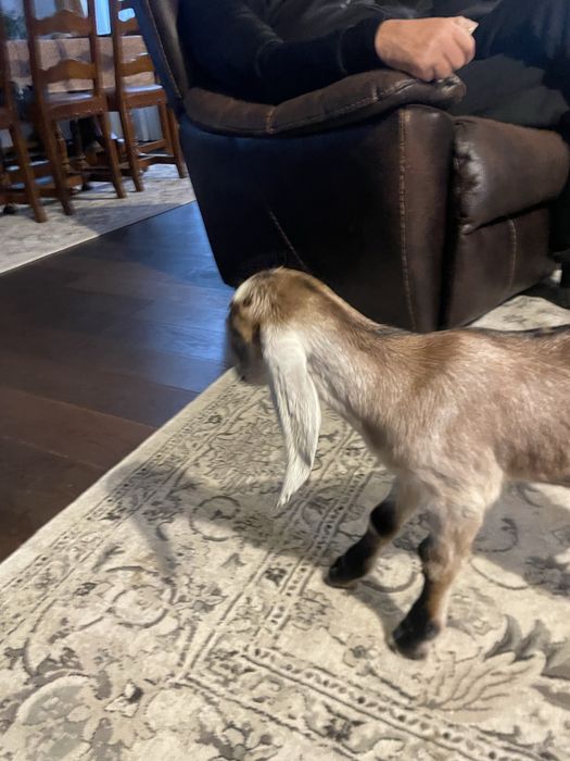 Ieduță anglo-nubiană