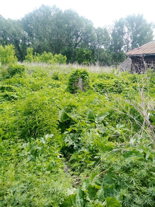 Земельный участок в с Тарханка