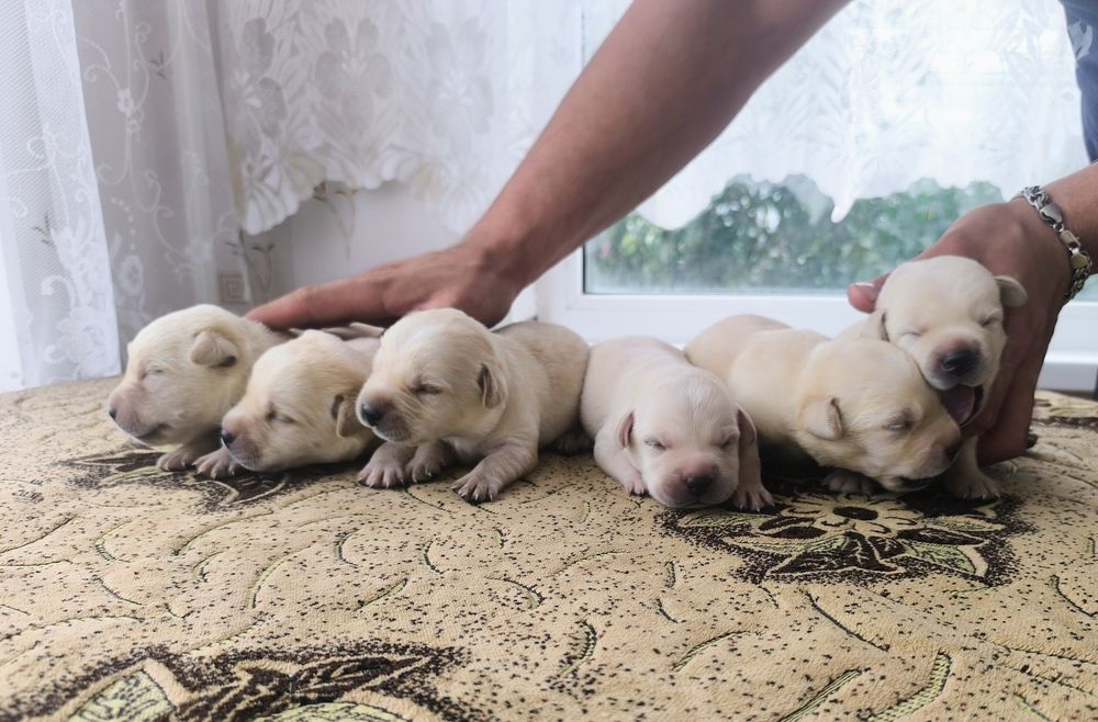 Королевский лаблодор