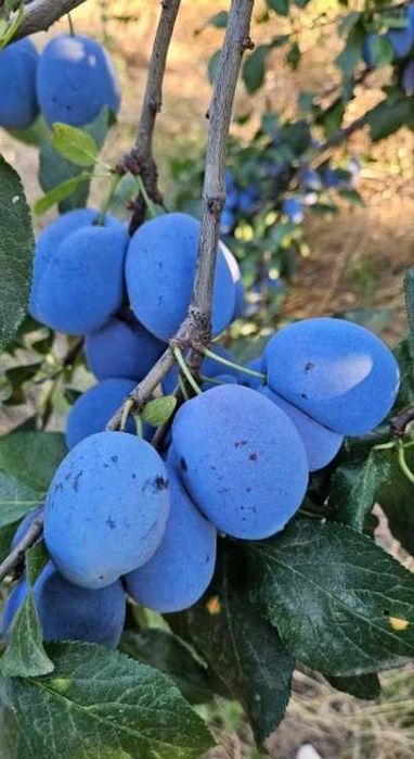 Prune uscate din Bulgaria