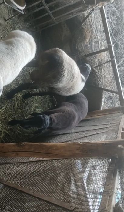 Кочкор  сотилади