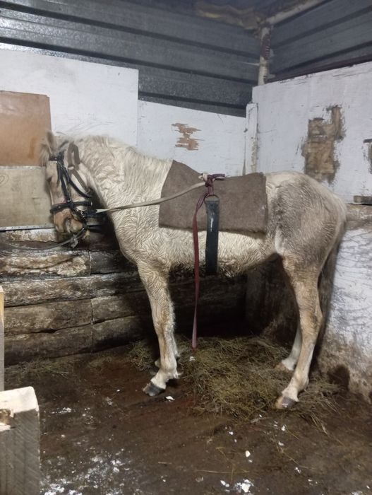 Продам жеребаик 1.8