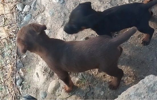 Ягдтерер кушик сатылады