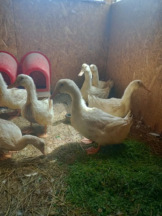 Familie rate pekin de vanzare