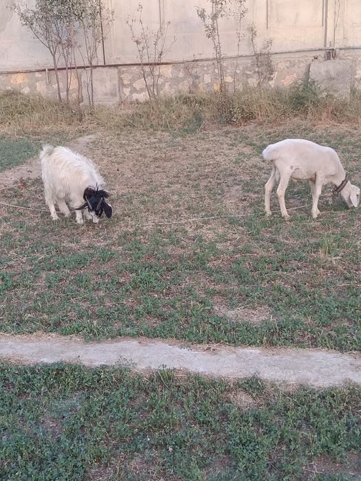 Кучкор барар сотилади