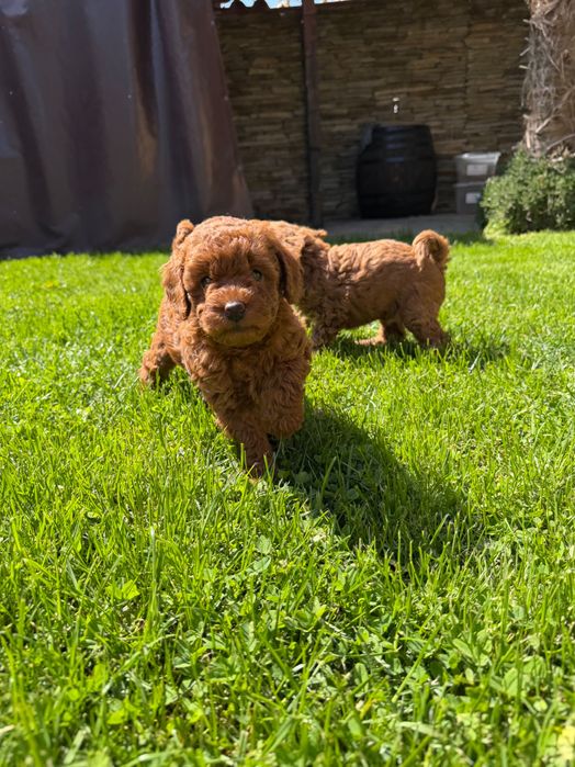 Пудел red poodle