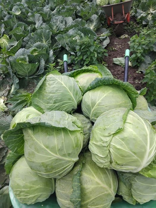 Varză 1.5 lei kilogramul