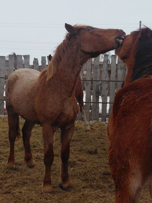 Продам лошадей на племя