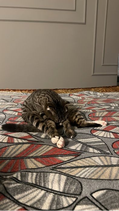 Котик Вислоухо 10.000