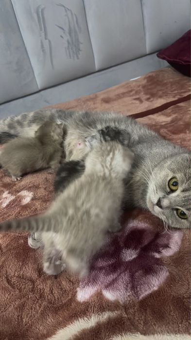 Котята ласковые игровые  пародистые