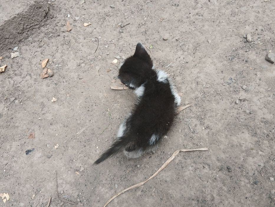 Нужна помощь котёнку
