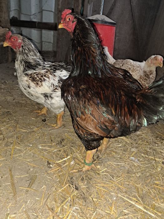 Oua  de gaina combatant indian