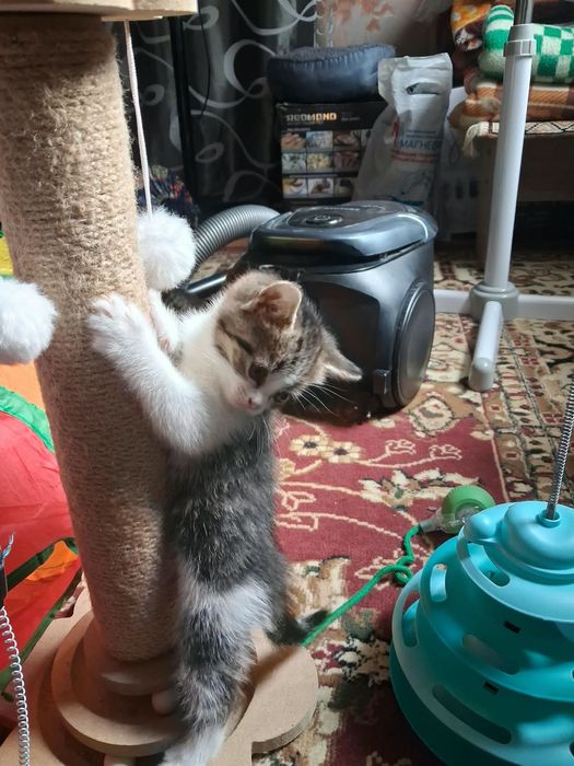 Котята мальчики и девочка
