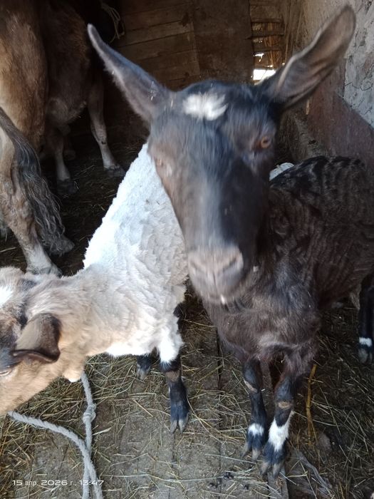 Продам коз дойных